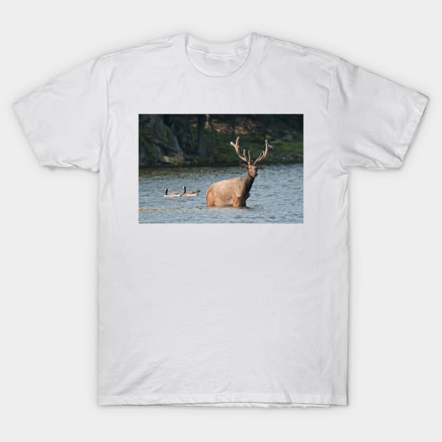 Elk In Pond T-Shirt by jaydee1400